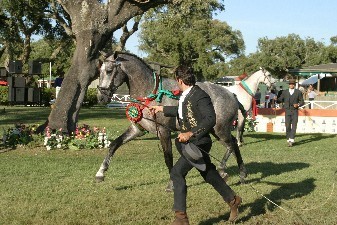 Euro 2004 retirou visitantes ao Festival Internacional do PSL