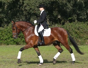 Cavalos Lusitanos em Verden