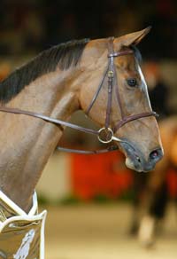 Atenas 2004: Cavalos lesionados