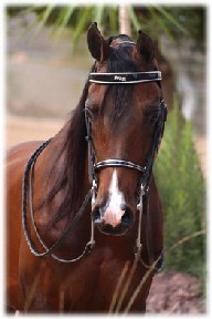 PSA: Campeonato Europeu do Cavalo Árabe