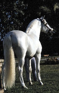 Quatro animais infectados com a doença da Língua Azul no Alentejo