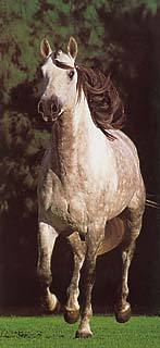 As conquistas do PSL no Brasil