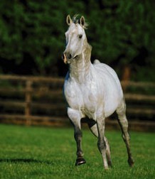 Piroplasmose e Exportação de Cavalos