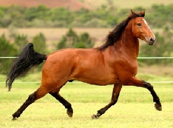 Luis Ermírio de Moraes promove Leilão do PSL