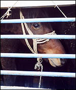 Transporte de Animais Revisto pela UE