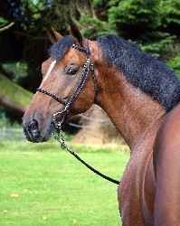 II Jornadas Internacionais de Equinicultura