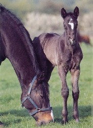 Negócio é Negócio...