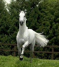 A idade, experiência, saúde, e a compra...