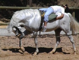 Visita mensal de crianças aos cavalos da GNR