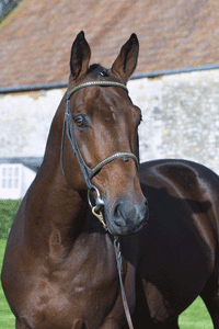 Cavalos que não prestam...
