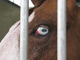 Furtaram cavalos por boas razões