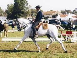 Portugal no Campeonato Europeu de Equitação de Trabalho