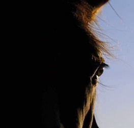 Aveiro: Cavalo atropelado causa danos