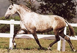 A escolha de um garanhão para a sua égua ...