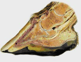 As patas do seu cavalo