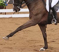 Martins Abrantes ministra Estágio de Dressage