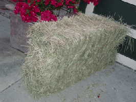 A Importância do Feno...