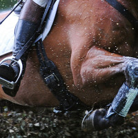 Hipismo no Eurosport