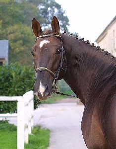 Detectado um foco de AVE na Grã Bretanha