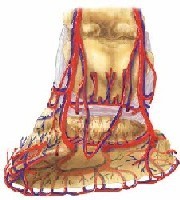 I Curso de Podologia Equina – Évora