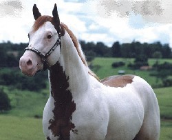 Appaloosa, Paint e Quarto de Milha no Brasil