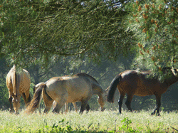 ESAS promove Equinicultura