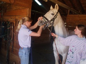 Dentista de Equinos em Portugal