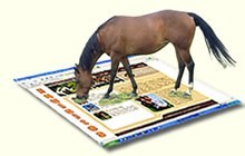 Equisport e Syrian lançam Equisites