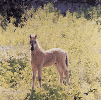 Alpiarça mais verde...