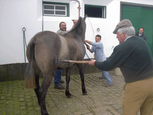 Coudelaria do Faial ferra os primeiros PSL