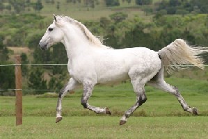 Por dentro do cavalo Lusitano