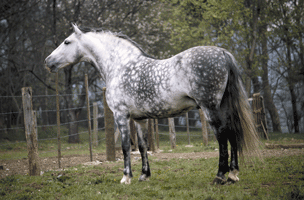 O Impacto do aquecimento do planeta em doenças animais