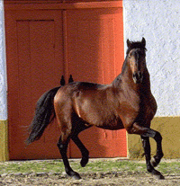 Alter Promove Leilão de Lusitanos