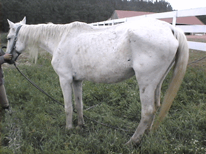 Cavalos maltratados em A dos Cunhados...