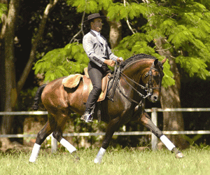 BRASIL: Cavalos Lusitanos e celebridades