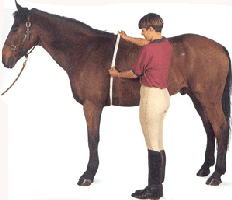 Como saber o Peso de Um Cavalo
