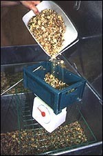 Como Alimentar um Cavalo ?