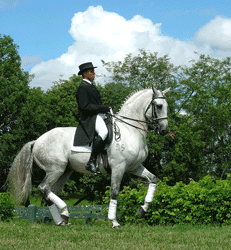 «Portugal» vence o GP especial do CDI*** de São Paulo