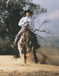 Leilão Appaloosa movimenta R$ 452.880 (156.613€)