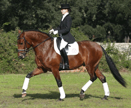 Cavalos Lusitanos em Verden