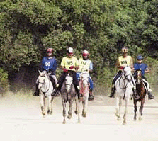 Shaikh compra 18 cavalos para endurance...