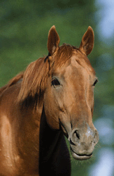 Os executivos e os cavalos...