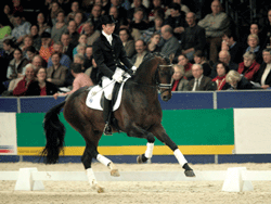 Leilão de cavalos de ensino na Holanda