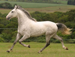 Os perigos de uma anestesia geral em cavalos