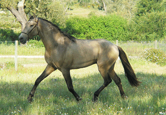Casa Agrícola Mendes Madeira vende poldros PSL