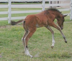 Nasceu Paris-Texas o segundo clone...