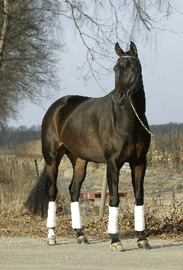 Poetin arrematada por 900,000€ …