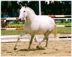 O que diria o Cavalo...