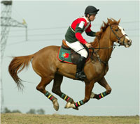 Seabra e Fonseca no Cto. do Mundo de Cavalos Novos de CCE