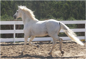 CE vai legislar o uso de Microchips para equinos